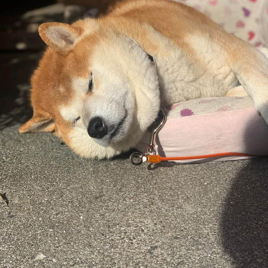 柴犬 たろさんのインスタグラム写真 - (柴犬 たろInstagram)「* あほ面の太った子が寝てました🐻🐖💕 ✩ ✩ #それはタロちゃん #睡眠大好き❤ #shibainu #柴犬 #japanesedog」12月1日 0時33分 - tarochantarochan