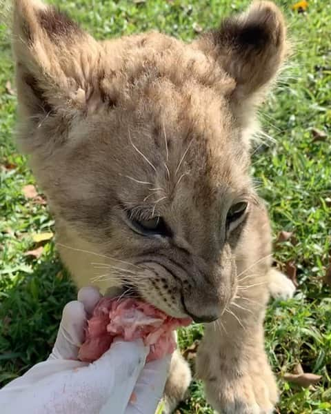 Zoological Wildlife Foundationのインスタグラム