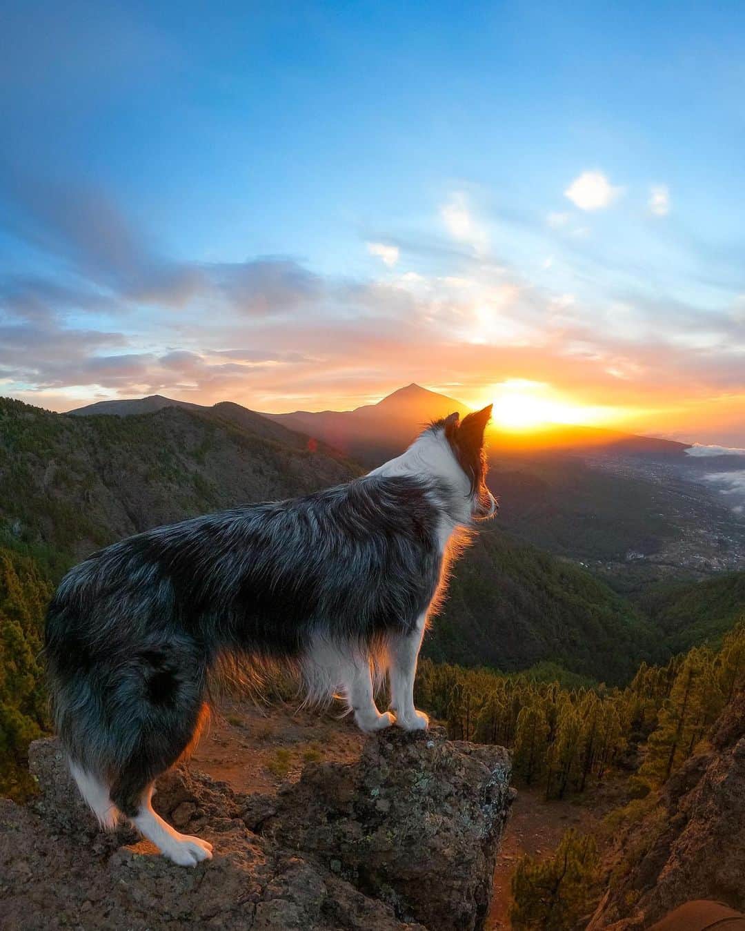 goproさんのインスタグラム写真 - (goproInstagram)「Photo of the Day: Perched for a perfect sunset 🐕‍🦺🌅 @igna.ferriol ⠀⠀⠀⠀⠀⠀⠀⠀⠀ @GoProES #GoProES #GoPro #GoProPets #DogsOfInstagram」12月1日 2時04分 - gopro