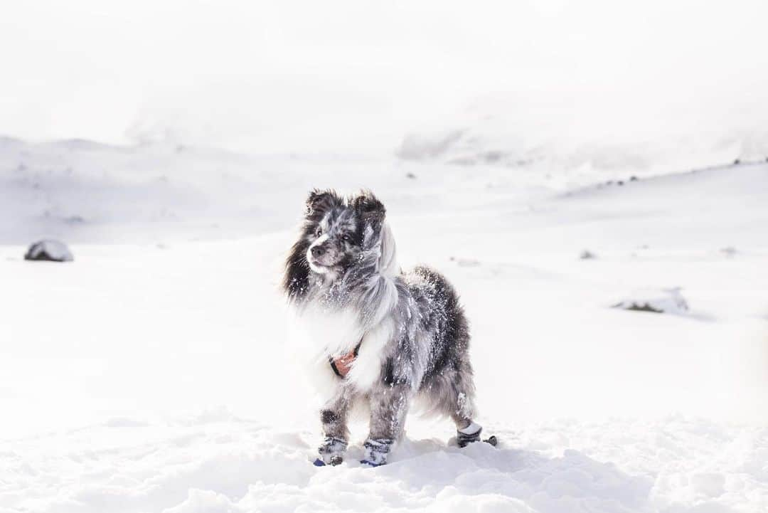 FASHIONFORALL❤️さんのインスタグラム写真 - (FASHIONFORALL❤️Instagram)「My favorite little explorer🇳🇴 Really hoping we’ll have some snow soon☃️ do you usually have a white Christmas where you live?⭐️」12月1日 1時58分 - fashionforall