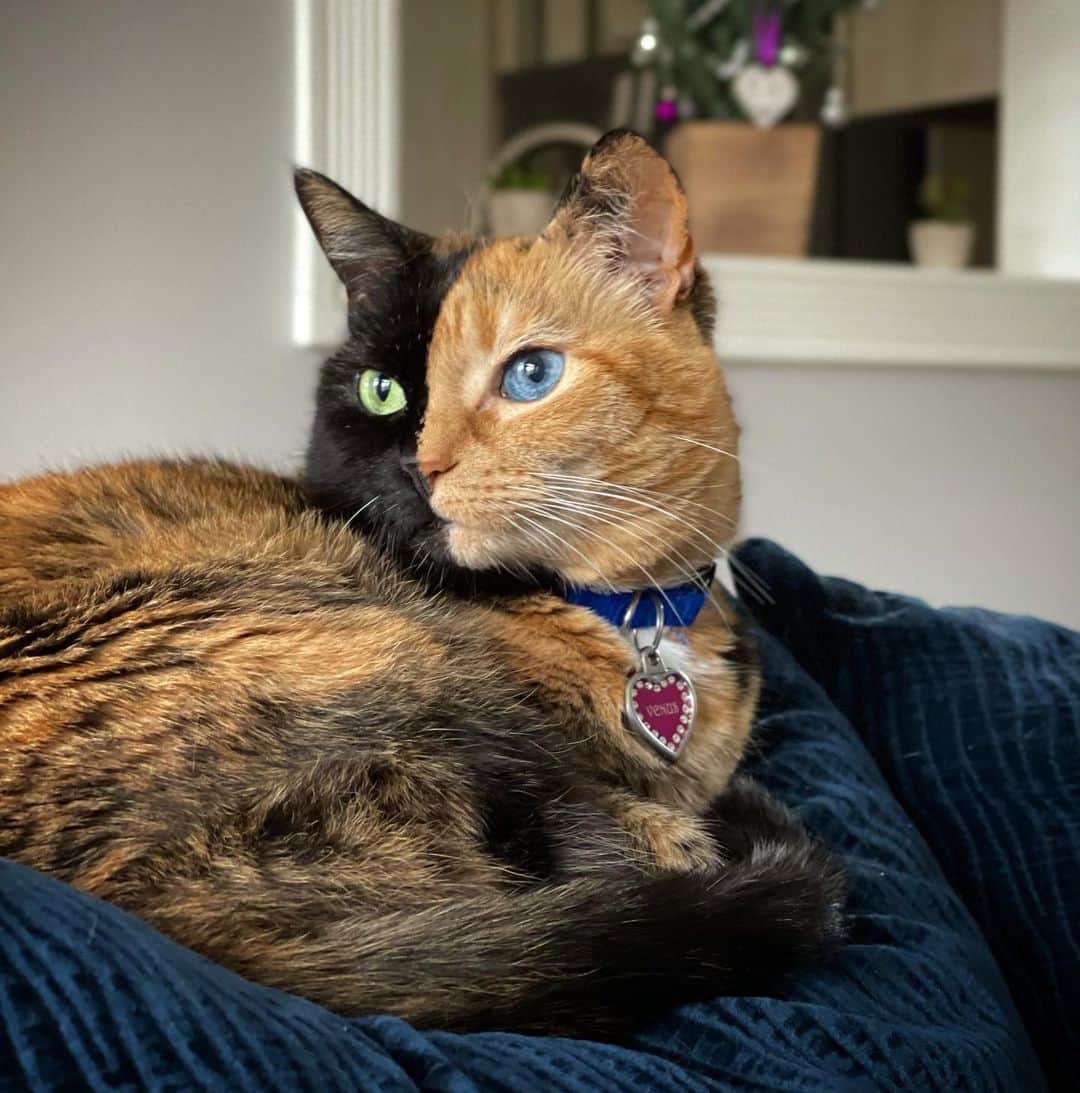 のインスタグラム：「What do you think I’m in such deep thought over?」