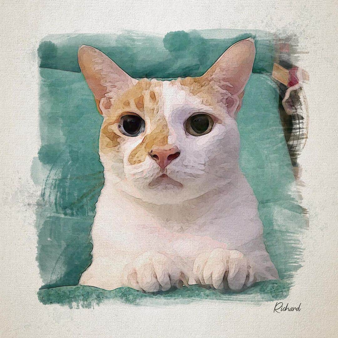 Richard Kittyのインスタグラム：「Beautiful portrait by @bailou.art」