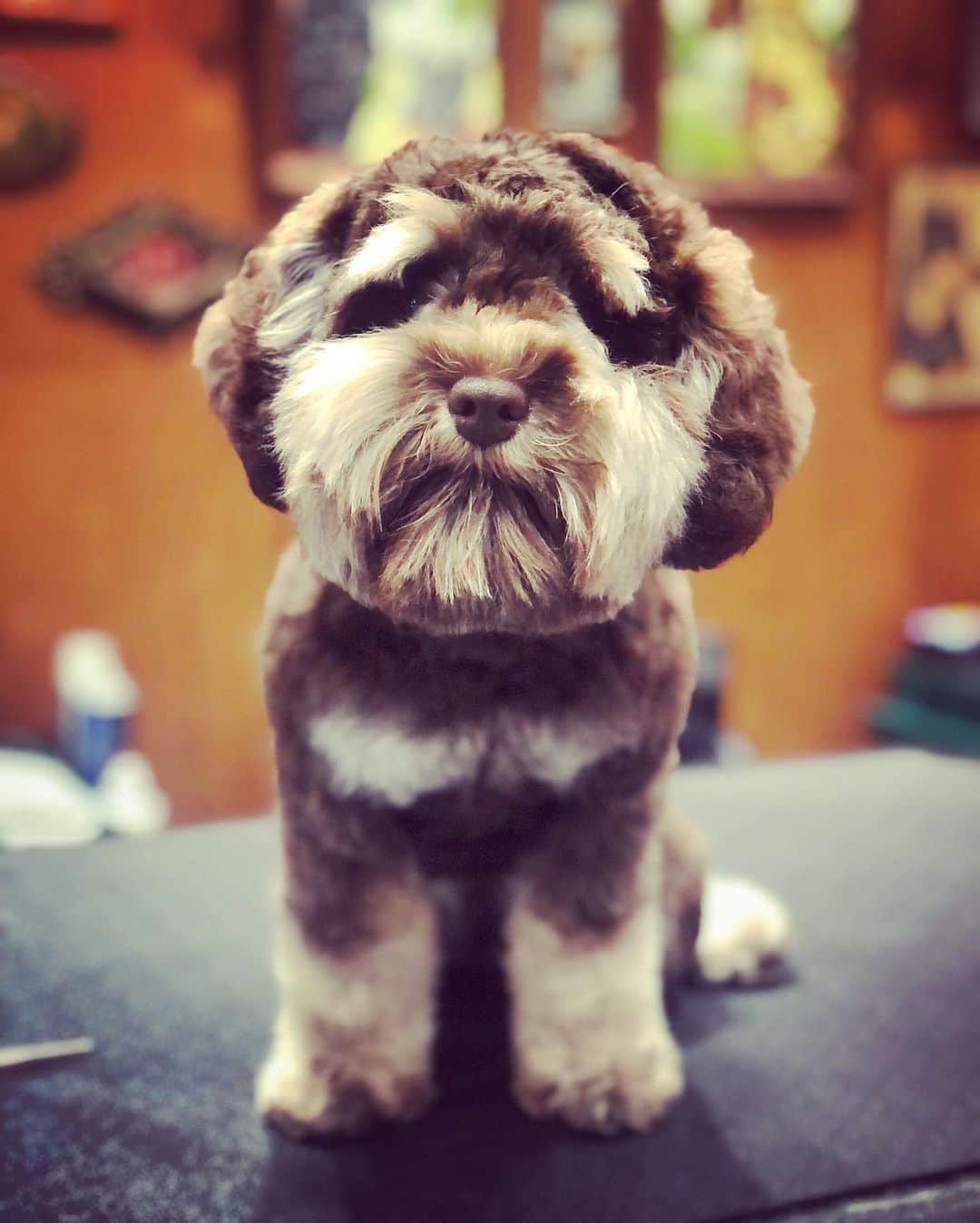 JessRonaGroomingさんのインスタグラム写真 - (JessRonaGroomingInstagram)「True story: I saw this dog at the flea market, and I went up to her mom and basically forced her to come over so I could give her dog a makeover. She was a bit skeptical but clearly entertained (and she definitely thought I was a loon). The pressure was on. She didn’t know me from a peanut on the floor, and I knew I had to deliver. Especially because there was a twist: it was the dog’s birthday on the day of her grooming! I wasn’t sweating but I was fired up. I needed to bust out my best shears, put on Neil Diamond and do some light stretching. The verdict: she loved it.  A redemption story for the ages.」12月1日 2時06分 - jessronagrooming