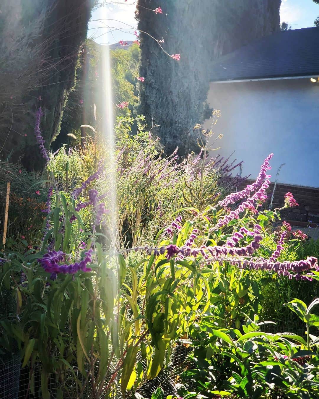 のインスタグラム：「MORNING SUN + MIDNIGHT MEXICAN SAGE #GASOLINEGARDEN #ILOVEGARDENS #GARDENSRULE #GARDENCHURCH #GARDENPARTY #GARDENMAGIC #AVANTGARDEN #GARDENS #GARDENGANGSTER #GARDEN #GRADENLIFE #GARDENER #GARDENTIME  #GARDENING #VEGETABLEGARDEN #FLOWERS #SUCCULENTS  #PLANTS  #CACTUS #AYEARINFLOWERS  #shadowhills  #THANKYOU  @gasolineglamour  #GASOLINEGLAMOUR #PLANTSOMESHIT  #GROWSOMESHIT  @nicksnursery  #nicksnursery」