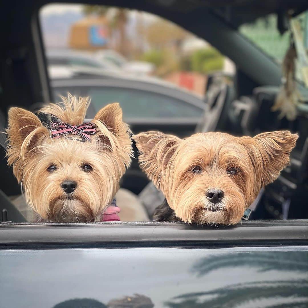 さんのインスタグラム写真 - (Instagram)「Allie & Sammy 💭 Going on a donut & coffee run! 🍩☕️♥️ Can we get you anything? ♥️🥰☕️🍩😋👏🏼 #HappyMonday #HappyNewWeek」12月1日 2時11分 - happyyorkiefamily