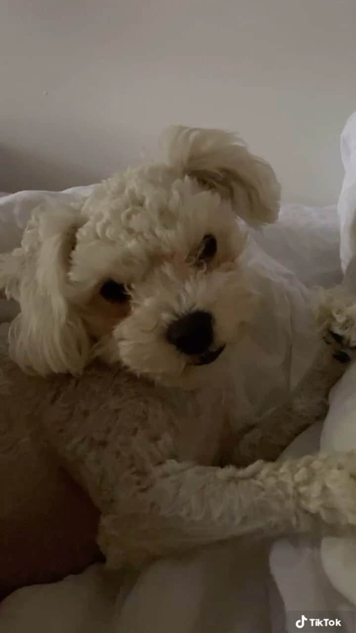 ブランドン・シェイアのインスタグラム：「This is 100% the cutest video I have ever captured of my pup @arditheparty please let this fill your heart this morning. He makes me feel so loved & happy everyday. Perfect way to start my 27th day of sobriety.」
