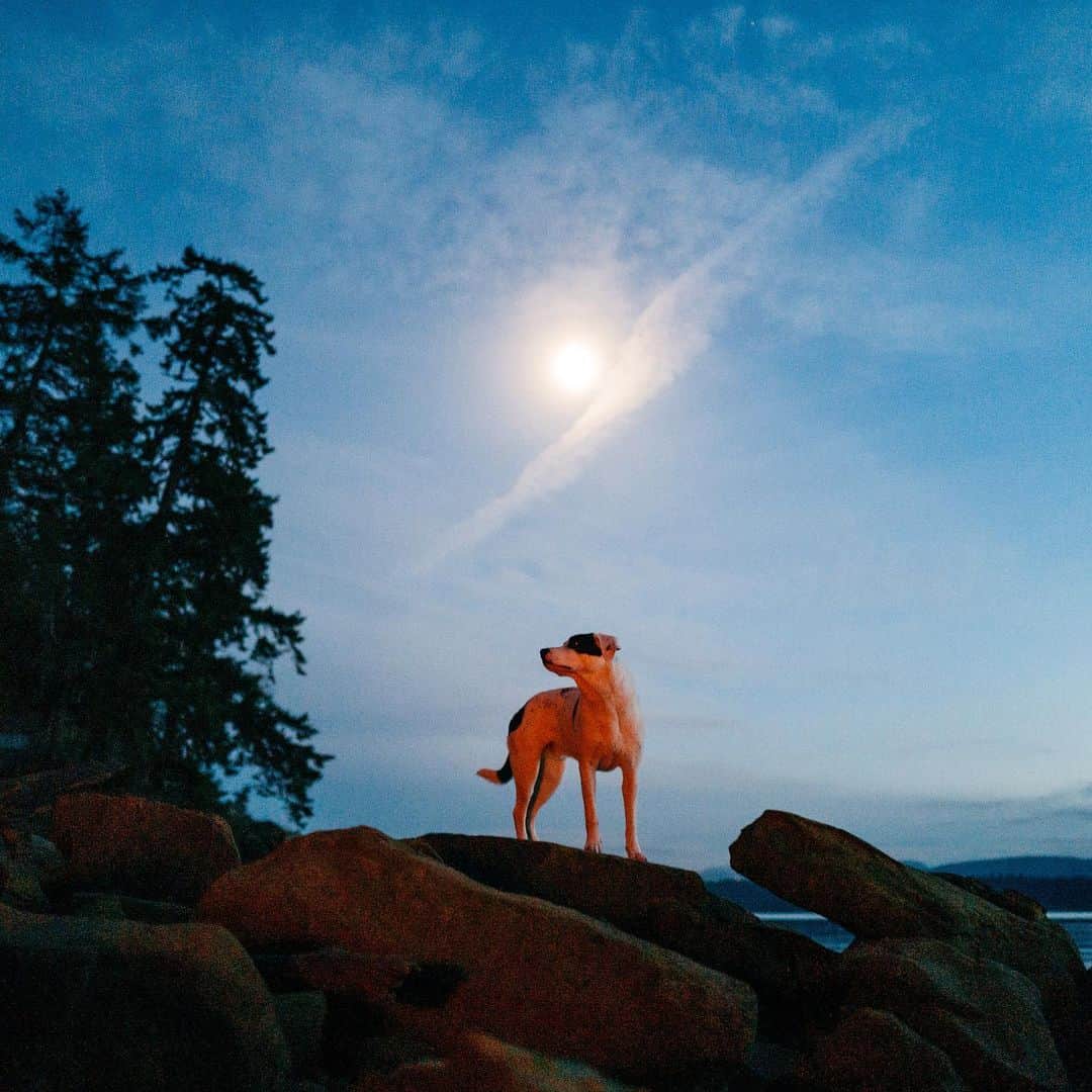 Andrew Knappのインスタグラム：「Moonlight and fire glow.」