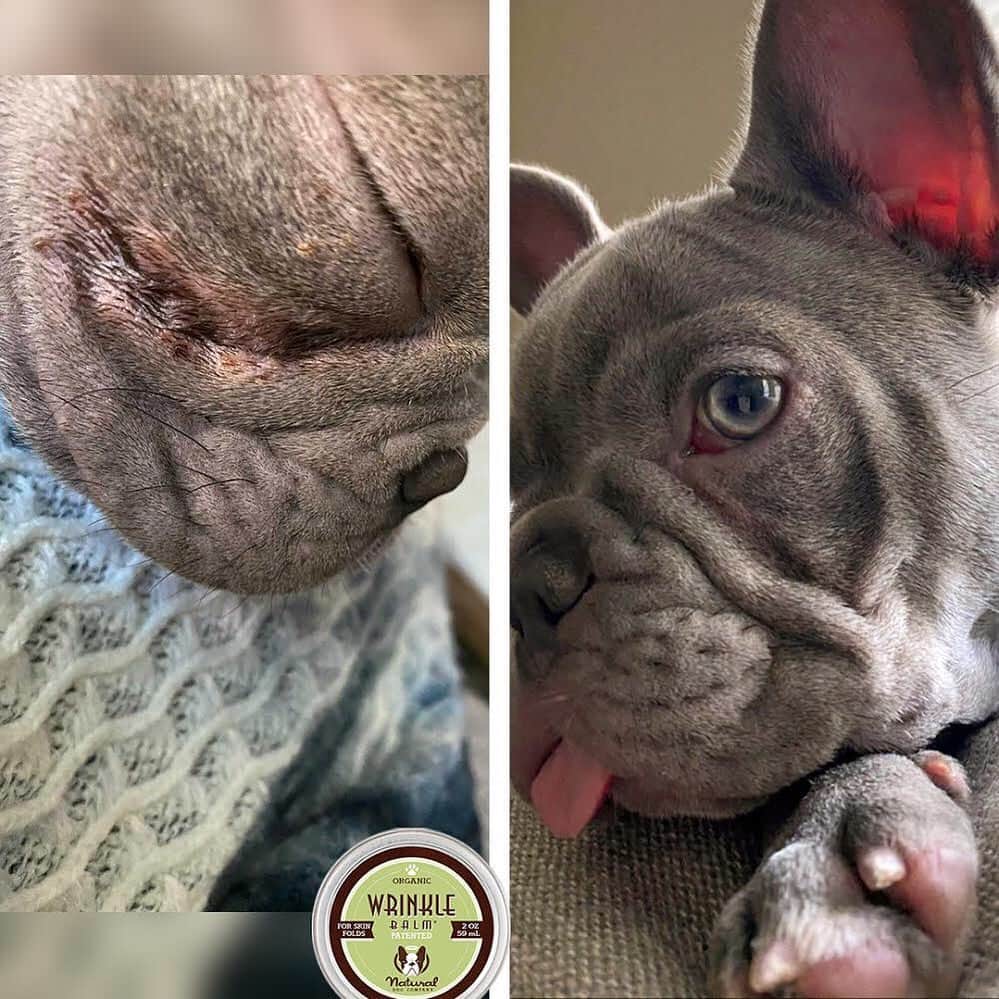 Regeneratti&Oliveira Kennelのインスタグラム：「Wrinkled pups need a little extra TLC. Nasty stuff like bacteria and yeast like to live within skin folds, causing irritation and infections. #WrinkleBalm is an award-winning all-natural balm that is specially designed for protecting skin folds, treating issues and keeping them healthy. . ⭐ SAVE 20% off @naturaldogcompany with code JMARCOZ at NaturalDog.com  worldwide shipping  ad 📷: @ace_thelilacfrenchie . . . . . . . #frenchiepetsupply #frenchiesofinsta #pugsofinsta #frenchbulldog #frenchiesofinstagram #pug #frenchies #reversibleharness #frenchiehoodie #thedodo #frenchieharness #dogclothes #dogharness #frenchiegram #dogsbeingbasic #frenchieoftheday #instafrenchie #bulldogs #dogstagram #frenchievideo #cutepetclub #bestwoof #frenchies1 #ruffpost #bostonterrier #bostonsofig #animalonearth #dog」