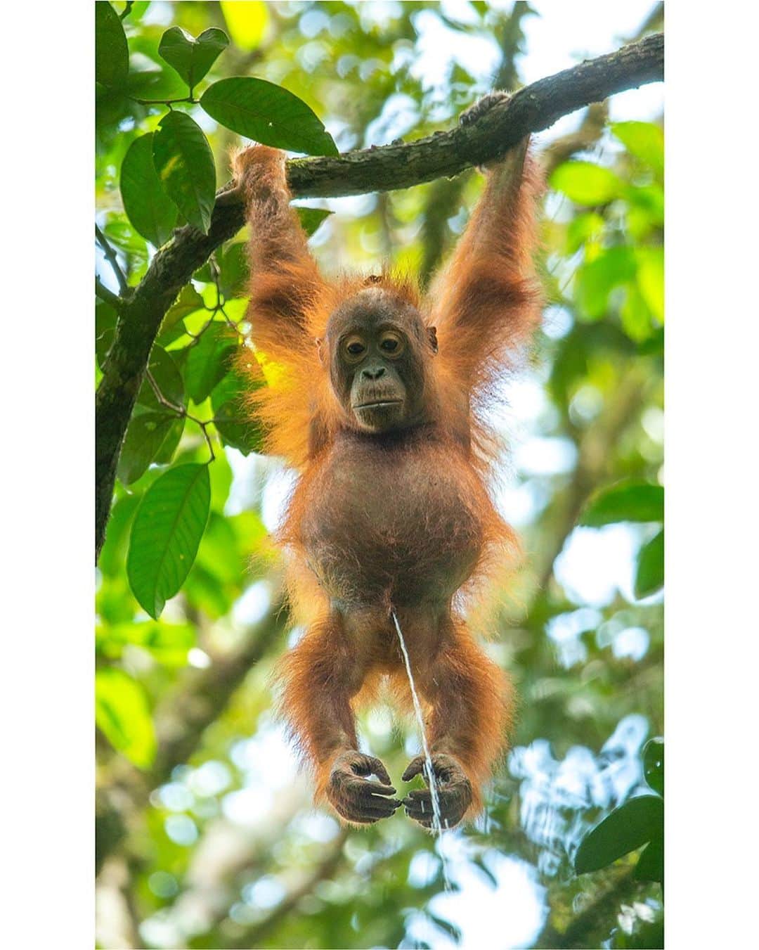 Tim Lamanさんのインスタグラム写真 - (Tim LamanInstagram)「Greetings folks.  Last week I posted this image of a peeing orangutan with the comment “It’s been a pisser of a year”. I wasn’t offering it as a print, but I received a surprising number of inquiries about purchasing it for bathroom décor, or perhaps as a reminder of surviving 2020, as one follower called this image, the “Pisser of the Year”. So while this image does not quite have the qualities I usually strive for in my fine art print offerings, I have added it to my print store today.  Since I am donating 100% of proceeds to orangutan conservation this week for #GivingTuesday, why not sell a humorous photo to raise $$ and help the orangutans?  Please follow the link in bio to my orangutan gallery, and you will now find the peeing orangutan available in its original vertical crop or as a square (as well as other hopefully more artfully composed images!) - Bye the way, I’m still trying to come up with the best title for this image.  Please help me out by suggesting your ideas in the comments! - If you can’t afford a print, another way you can help Save Wild Orangutans is to join our online community at the link in bio @SaveWildOrangutans or www.savewildorangutans.com.  For as little as a $5/month contribution, you will receive monthly updates and fresh content from the field and help support the fieldwork in Borneo.  Thanks for your interest. - #GunungPalungNationalPark #orangutans #borneo #Indonesia #rainforest #nature #wildlife #GivingTuesday」12月1日 3時21分 - timlaman