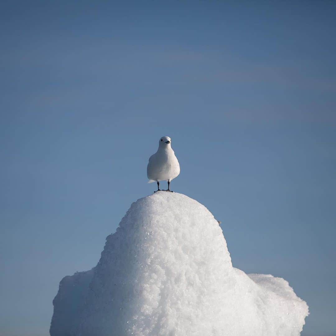 thephotosocietyさんのインスタグラム写真 - (thephotosocietyInstagram)「Photo by @dzalcman // An ivory gull perches on a small iceberg in the Arctic. This year, the National Snow and Ice Data Center announced that the 2020 sea ice minimum was the second lowest in recorded history. This special region of our planet has seen a dramatic loss of sea ice over the past few decades as climate change causes temperatures to rise steadily, impacting animals and ecosystems all around the world. Follow me at @dzalcman for more stories from the Arctic.」12月1日 3時36分 - thephotosociety