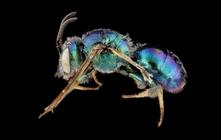 リリー・コールのインスタグラム：「Some rather brilliant writers (+ me) spoke tonight of animals we love, but might lose. I waxed lyrical about the humble bumble (the rusty patched bumblebee to be precise, swipe to see). You can watch a replay of the evening via @writersrebel   Photos by Sam Droege」