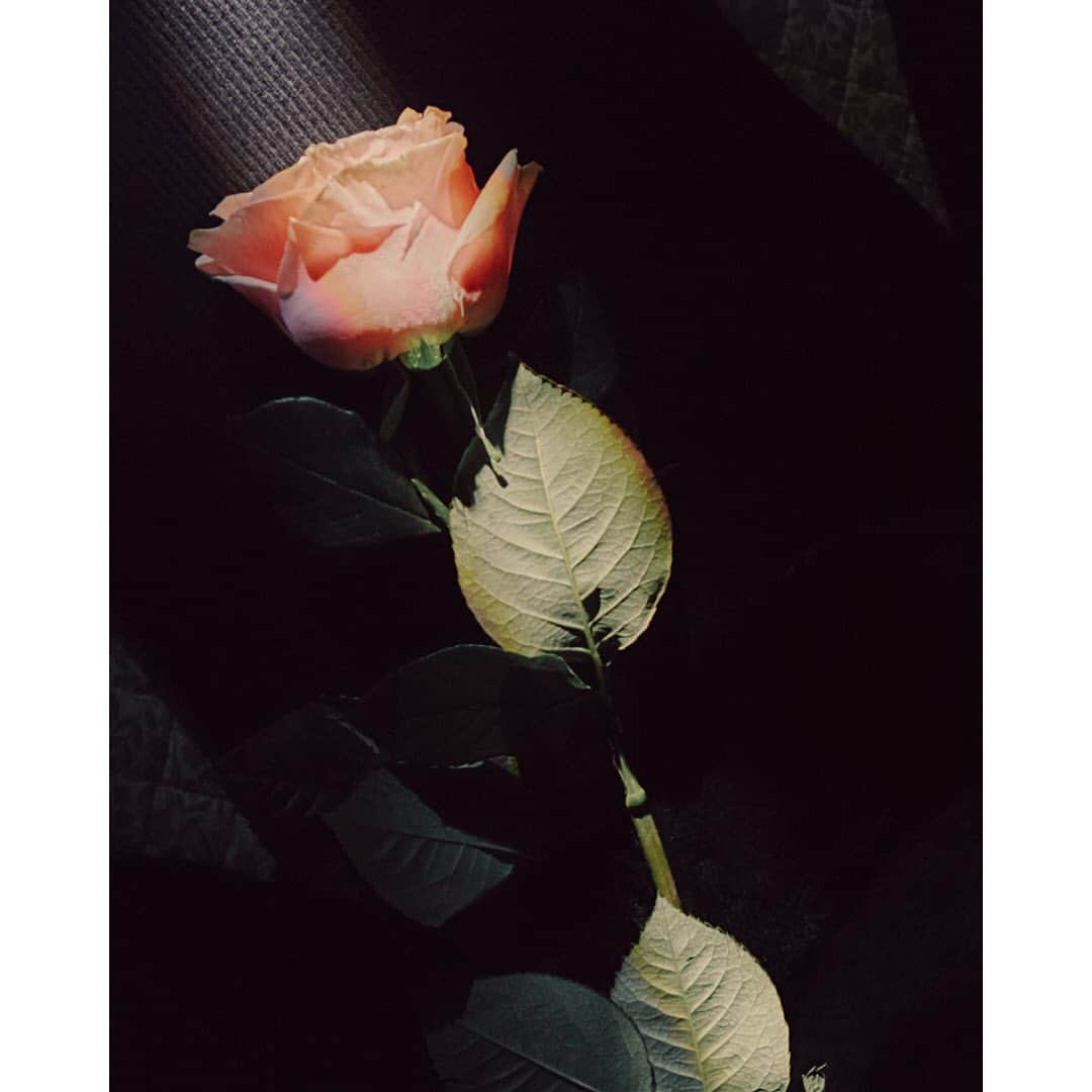 のインスタグラム：「Blumarine  Fall Winter 20 Collection.  #Blumarine #BlumarineWildRoses #BlumarineSheAre #BlumarineFW20  @anticamera_location」