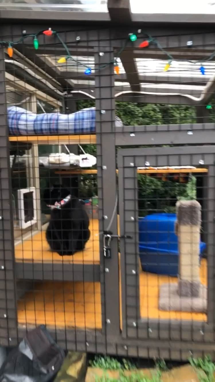 The Cats Of Instagramのインスタグラム：「For those asking about our #Catio, here’s how it works! E have a kitty door in our bedroom window that they can come and go from during the day/evening (they don’t go out when we are sleeping). While outside, they can nap, play, scratch, use the litter box, drink water and watch the birds in our yard. We have a catio because our kitties are indoor only and this is a safe way for them to enjoy going outside without the dangers of cars, poisonous plants, raccoons, other sock cats, mean people, coyotes or anything else that might hurt them or kill them or make them sick. We highly recommend using a catio instead of allowing your cats to roam free ❤️ if you have any questions, ask in the comments and I’ll answer as best as I can!」