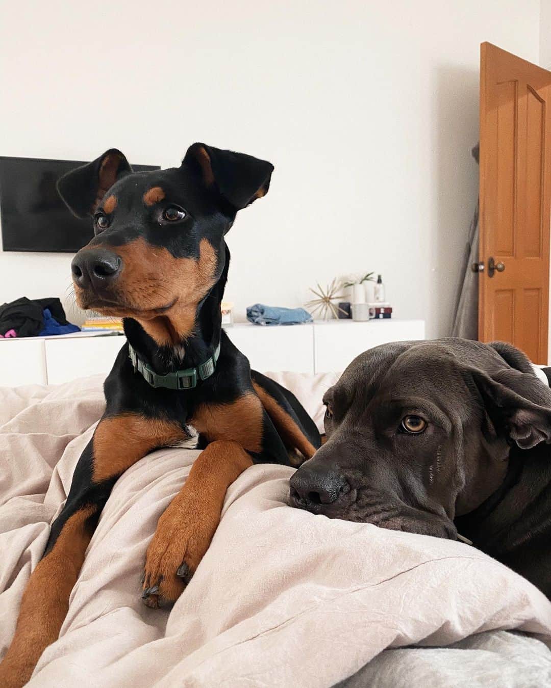 Camden Scottのインスタグラム：「Happy Monday from my little lockdown team. New vlog feat these three cuties is up! Link in bio🥰」