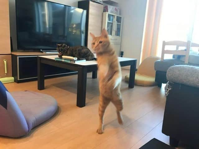 Aww Clubさんのインスタグラム写真 - (Aww ClubInstagram)「Here comes a new challenger ⠀ ⠀ 📷 yunc24291  TW⠀ ⠀ #meowed #gingercat #japan #🇯🇵 #JOJO #DIO #Stand」12月1日 6時00分 - meowed