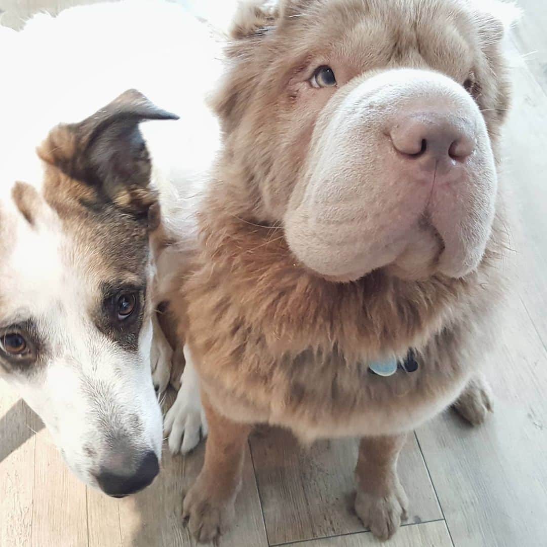 Tonkey Bearのインスタグラム：「Find friend. Fight Monday together 🐶🐻」