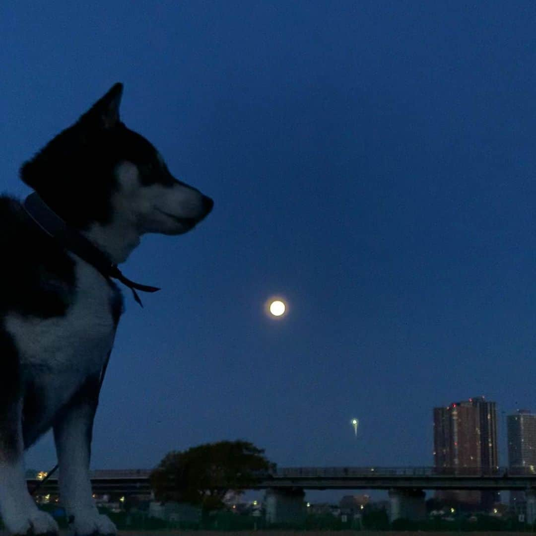 くろさんのインスタグラム写真 - (くろInstagram)「朝んぽ満月🌕 #朝の月 #朝の満月 #満月 #beavermoon #fullmoon #morningfullmoon #kuroshiba #blackshiba #shibainu #shibastagram #instadog #dogstagram #柴犬 #黒柴 #黑柴 #日本犬 #和犬 #いぬら部 #ふわもこ部 #柴犬部 #モフモフ生命体 #柴犬のいる暮らし #柴犬のいる生活 #柴犬と一緒 #わんこのいる暮らし #わんこのいる生活 #わんこと一緒 #わんダフォ #わんだふるJapan」12月1日 6時25分 - m6bmw