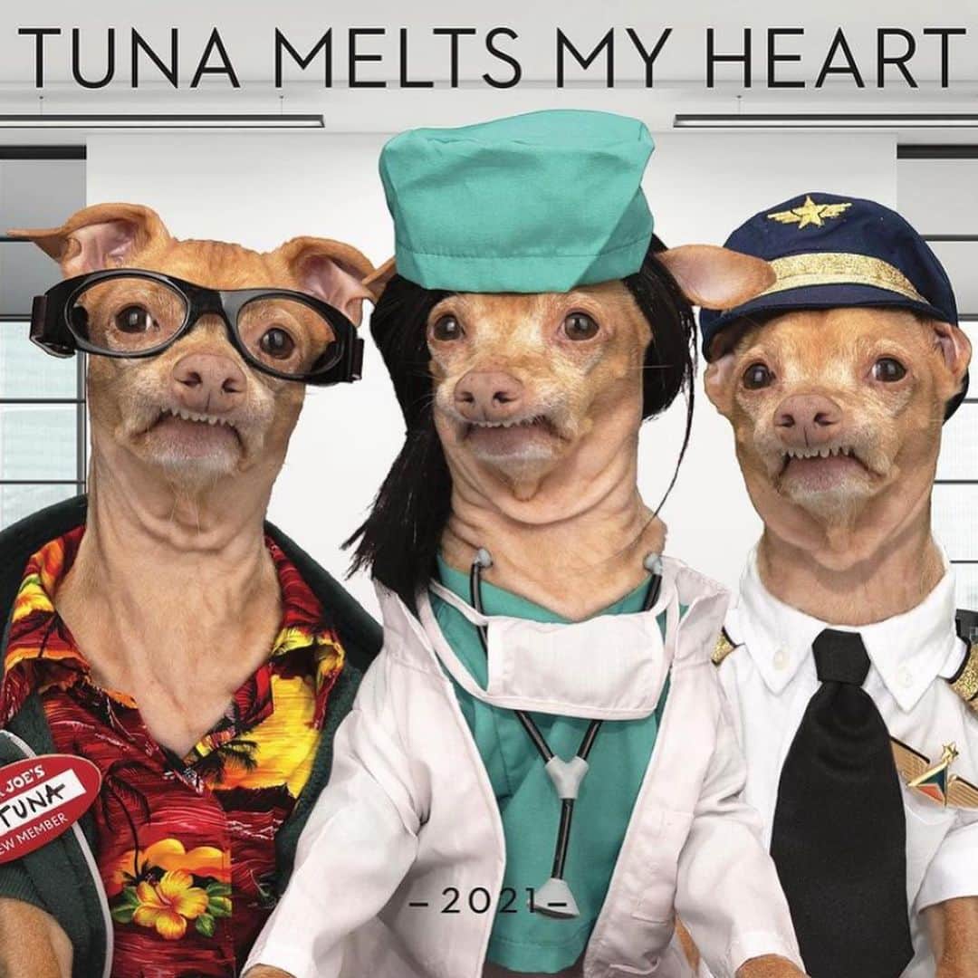 Tuna {breed:chiweenie} さんのインスタグラム写真 - (Tuna {breed:chiweenie} Instagram)「If you know someone who is an Essential Worker that loves Tuna, this 2021 Essential Edition calendar may be the perfect gift for them! He’s featured as a teacher, a doctor, a postal service worker, a mom, and a trucker, just to name a few. Since we could only feature 12, we added a Thank You page towards the end of it to thank a lot of other professions as well. In addition, a portion of the proceeds, plus a $1 of every sale, goes towards benefiting animal rescue groups and shelters. A win win for all! Go to tunameltsmyheart.com/shop or the link in his bio to get one!」12月1日 6時27分 - tunameltsmyheart