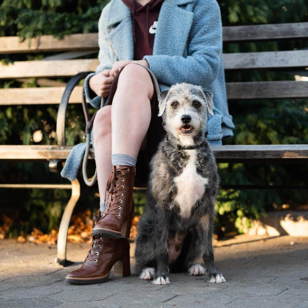 The Dogistさんのインスタグラム写真 - (The DogistInstagram)「George, mix (5 y/o), Pier 84, New York, NY • “He’s wildly happy when he’s not catastrophically  nervous. He’s like an old man – I picture him in a shawl cardigan.” @jessica_pels, EIC of @cosmopolitan • A rescue via @bfas_ny」12月1日 6時32分 - thedogist