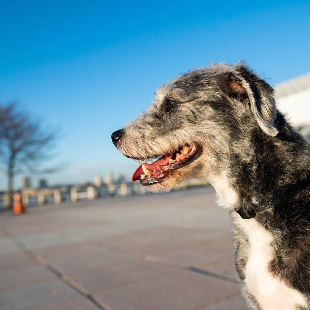 The Dogistさんのインスタグラム写真 - (The DogistInstagram)「George, mix (5 y/o), Pier 84, New York, NY • “He’s wildly happy when he’s not catastrophically  nervous. He’s like an old man – I picture him in a shawl cardigan.” @jessica_pels, EIC of @cosmopolitan • A rescue via @bfas_ny」12月1日 6時32分 - thedogist