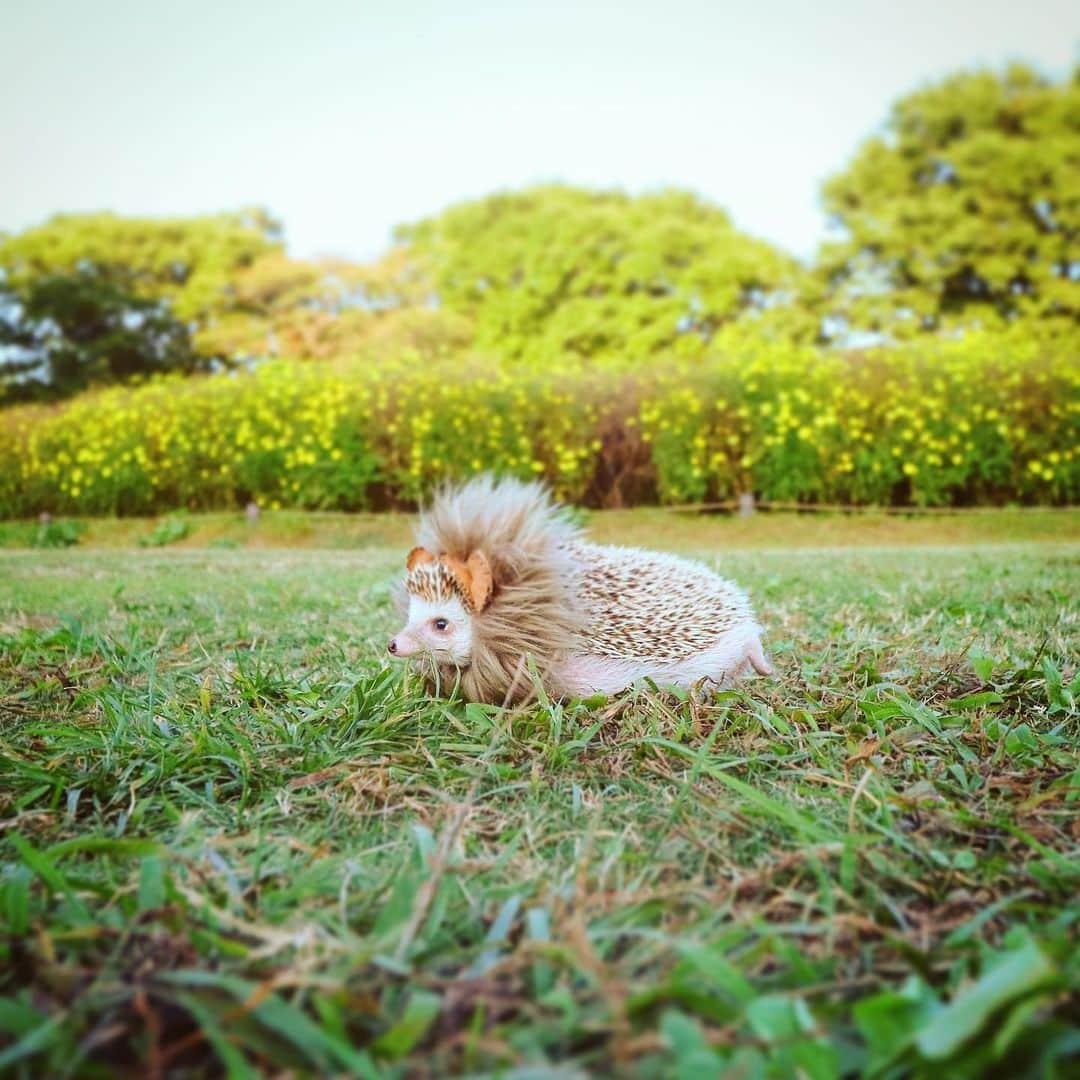 あずきさんのインスタグラム写真 - (あずきInstagram)「This picture was taken 2 months ago💕 It's very cold outside now❄️ 暖かい時期に公園でモナライオンした時の写真✨また暖かくなる春まで外んぽはおあずけ。 . もなさん、ここ数日はペットシーツをハウスに引っ張り込み、クシャクシャに引き裂き巣作り的な動き😳💦野生の感で冬眠の準備しちゃってるのでょうか。今までやらなかった行為なので、注意深く見ています。 . . . #昭和記念公園 #park #ライオン顔ハメ #lionking  #はりねずみ #ハリネズミ #hedgehog #pygmyhedgehog #lovelypet #cuteanimals #はりねずみのもなか #hedgie #Hérisson #igel#riccio #Erizo #고슴도치 #刺猬 #hedgehogazuki  #hedgehogsofinstagram #animaladdicts #cuddles #meowed #petscorner」12月1日 6時32分 - hedgehog_azuki