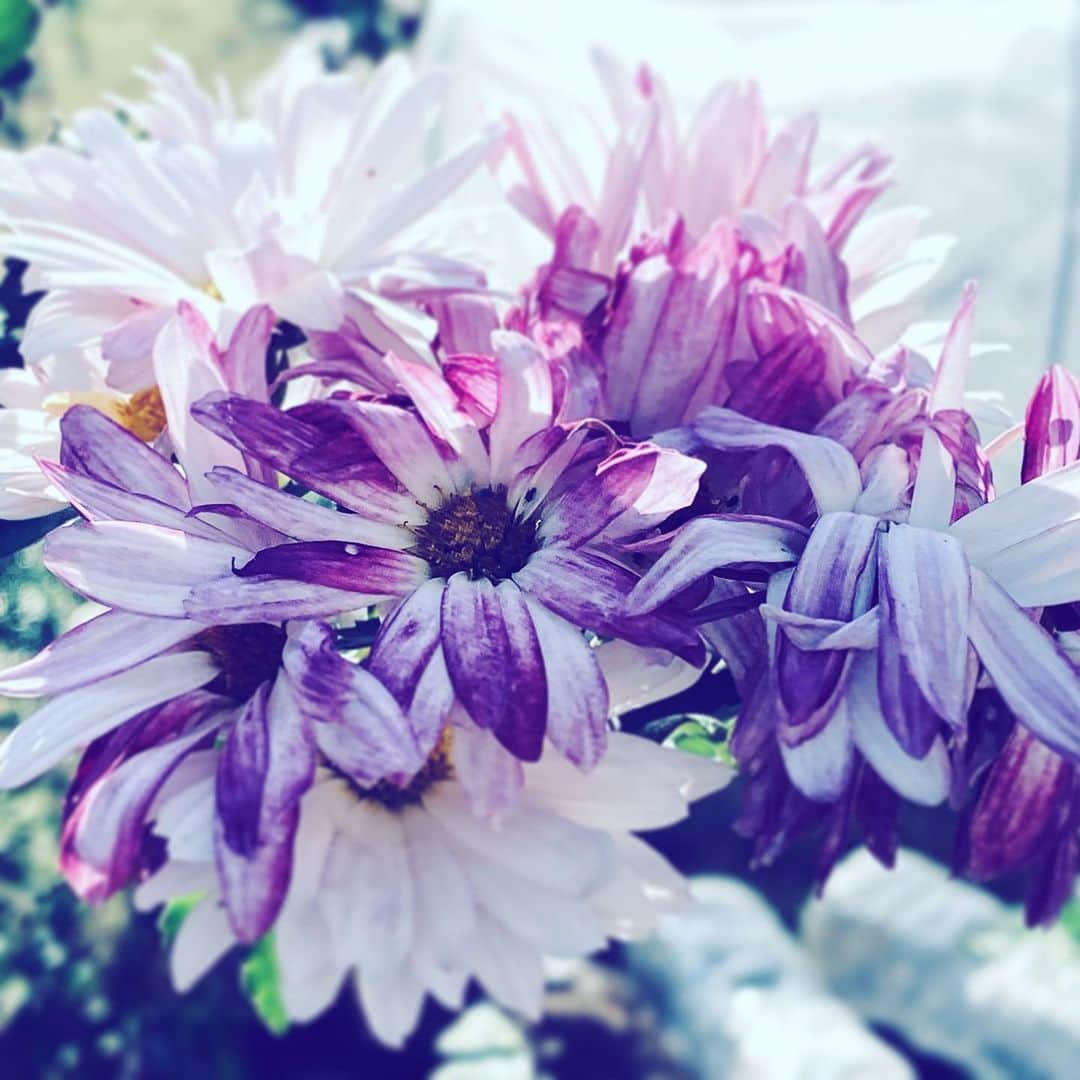 中野敬久さんのインスタグラム写真 - (中野敬久Instagram)「#flowers #flowersoflove #white #hope #purple」12月1日 6時32分 - hirohisanakano