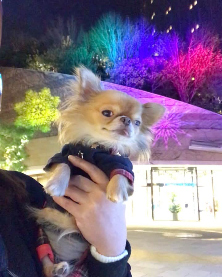 kayoのインスタグラム：「* * * キレイなイルミネーションより くりおの足プルプルが気になる😅 * * この日はまだそんなに寒くなかったはずだけどなぁー😂 * * kulio❤️✨ * * #イルミネーション #なんばパークス * #chihuahua#chihuahualove#dogstgram#dog#instadog#チワワ#チワワ大好き#チワワのいる暮らし * * *」