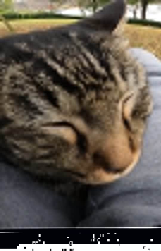 感動猫動画のインスタグラム