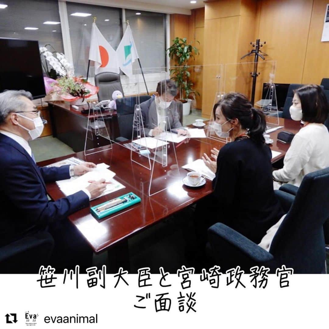 杉本彩さんのインスタグラム写真 - (杉本彩Instagram)「#Repost @evaanimal with @make_repost ・・・ 昨日（11月30日）Evaは、環境省笹川副大臣と宮崎政務官にお時間をいただき、「数値規制に関する要望書」を持参しました。 ※該当ページはEvaプロフィールから @evaanimal   数値規制は、このあと今月開催が予定されている「第58回中央環境審議会動物愛護部会」で、パブリックコメント集計後の案が環境省から出され決まりますが、先日11月25日に開催された議連「第14回総会・動物愛護法PT」では、議員やアドバイザーからの質問に対し明確な答えがいただけず「知恵を絞り審議会までに示したい」とのご回答でした。  そこでEvaは、審議会で答申が出される前に、内容を絞り経過措置や引退犬猫の管理について要望をまとめ昨日提出いたしました。  ◆不適正飼養を続ける事業者に対しての経過措置。 経過措置は、そもそも改善の見込みのある事業者について与えられるものです。 まず、第一段階として、これまで幾度となく不適正飼養で指導を受けていた事業者に対し、無意味に期間を与え商売を容認する必要はないことから、そういった事業者に対しては経過措置を待たず廃業させていただきたい。  現状、数値規制が施行されなくても、レッドカードを出せる事業者はごまんと存在しています。指導を繰り返し、改善の意欲もないような劣悪飼育をしている事業者に経過措置は必要ありません。  またそれにより現体制で監視する数が少なくなることから、第二段階として改善可能な事業者には改善計画を出させるなどし、経過措置の期間に適正飼養を努めさせていただきたいです。  ◆経過措置の期間 環境省から、基準の適用にあたり、一定の準備期間がないと遺棄や不適正飼養が生じるため必要な経過措置は設けていきたいとのことですが、劣悪管理を改善する気もなく表沙汰になっていない事業者にとっては、経過措置中を理由にその間も問題を放置します。 逆に適正飼養をしている事業者にとっては、経過措置を待たず施行しても何ら問題はありません。  そもそも数値規制の施行は、2年後であったことは改正時に分かっていたことですので、経過措置の期間は、1年以内にしていただきたいです。  ◆引退犬猫の頭数について 11月25日に開催された議連で当協会から、繁殖場にいる繁殖犬と引退犬をどのように管理していくのか、と質問させていただきましたが、「基本的に事業者側は、引退犬や引退猫を積極的にそこに残さないと思っているので、疑わしい場合はしっかり監視をしていく。また、マイクロチップと紐づけて管理していくという事も知恵を絞っていきたい。」との返答でした。  そのことについて、仮に6歳で繁殖犬が引退したとしても、その個体が元気な場合は裏で産ませるという事も想定できます。  また引退後、一般家庭に譲渡されることもなく、劣悪な環境下で繁殖場の裏で飼養されることも考えられますが、繁殖犬でなくなった以上、業の管理から外れ規制の対象にならないことから、引退犬においても繁殖犬とは別枠の勘定を設け管理していただきたいです。  笹川副大臣や宮崎政務官からは、「要望内容について理解しましたので、引き続きよく検討していきたい」とのお言葉をいただきました。  大変お忙しい中、長時間に渡り耳を傾けてくださった笹川副大臣や宮崎政務官、そして太田あきひろ事務所の皆様誠にありがとうございました。  #数値規制 #動愛法改正 #改正動物愛護管理法 #動物環境福祉協会eva #杉本彩」12月1日 18時11分 - sugimoto_aya0719