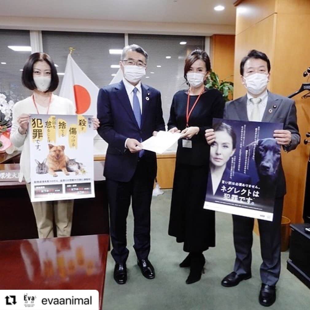 杉本彩のインスタグラム：「#Repost @evaanimal with @make_repost ・・・ 昨日（11月30日）Evaは、環境省笹川副大臣と宮崎政務官にお時間をいただき、「数値規制に関する要望書」を持参しました。 ※該当ページはEvaプロフィールから @evaanimal   数値規制は、このあと今月開催が予定されている「第58回中央環境審議会動物愛護部会」で、パブリックコメント集計後の案が環境省から出され決まりますが、先日11月25日に開催された議連「第14回総会・動物愛護法PT」では、議員やアドバイザーからの質問に対し明確な答えがいただけず「知恵を絞り審議会までに示したい」とのご回答でした。  そこでEvaは、審議会で答申が出される前に、内容を絞り経過措置や引退犬猫の管理について要望をまとめ昨日提出いたしました。  ◆不適正飼養を続ける事業者に対しての経過措置。 経過措置は、そもそも改善の見込みのある事業者について与えられるものです。 まず、第一段階として、これまで幾度となく不適正飼養で指導を受けていた事業者に対し、無意味に期間を与え商売を容認する必要はないことから、そういった事業者に対しては経過措置を待たず廃業させていただきたい。  現状、数値規制が施行されなくても、レッドカードを出せる事業者はごまんと存在しています。指導を繰り返し、改善の意欲もないような劣悪飼育をしている事業者に経過措置は必要ありません。  またそれにより現体制で監視する数が少なくなることから、第二段階として改善可能な事業者には改善計画を出させるなどし、経過措置の期間に適正飼養を努めさせていただきたいです。  ◆経過措置の期間 環境省から、基準の適用にあたり、一定の準備期間がないと遺棄や不適正飼養が生じるため必要な経過措置は設けていきたいとのことですが、劣悪管理を改善する気もなく表沙汰になっていない事業者にとっては、経過措置中を理由にその間も問題を放置します。 逆に適正飼養をしている事業者にとっては、経過措置を待たず施行しても何ら問題はありません。  そもそも数値規制の施行は、2年後であったことは改正時に分かっていたことですので、経過措置の期間は、1年以内にしていただきたいです。  ◆引退犬猫の頭数について 11月25日に開催された議連で当協会から、繁殖場にいる繁殖犬と引退犬をどのように管理していくのか、と質問させていただきましたが、「基本的に事業者側は、引退犬や引退猫を積極的にそこに残さないと思っているので、疑わしい場合はしっかり監視をしていく。また、マイクロチップと紐づけて管理していくという事も知恵を絞っていきたい。」との返答でした。  そのことについて、仮に6歳で繁殖犬が引退したとしても、その個体が元気な場合は裏で産ませるという事も想定できます。  また引退後、一般家庭に譲渡されることもなく、劣悪な環境下で繁殖場の裏で飼養されることも考えられますが、繁殖犬でなくなった以上、業の管理から外れ規制の対象にならないことから、引退犬においても繁殖犬とは別枠の勘定を設け管理していただきたいです。  笹川副大臣や宮崎政務官からは、「要望内容について理解しましたので、引き続きよく検討していきたい」とのお言葉をいただきました。  大変お忙しい中、長時間に渡り耳を傾けてくださった笹川副大臣や宮崎政務官、そして太田あきひろ事務所の皆様誠にありがとうございました。  #数値規制 #動愛法改正 #改正動物愛護管理法 #動物環境福祉協会eva #杉本彩」