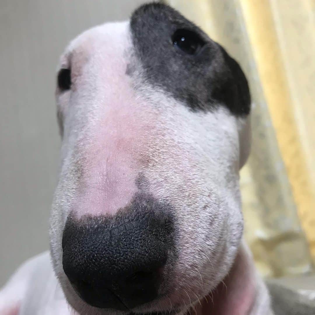 のインスタグラム：「#minituru#bull#terrier#minibullterrier#miniturubullterrier#dog#dogstagram#cute#qtaro#love#family#ミニチュア#ブルテリア#ミニチュアブルテリア#Q太郎」