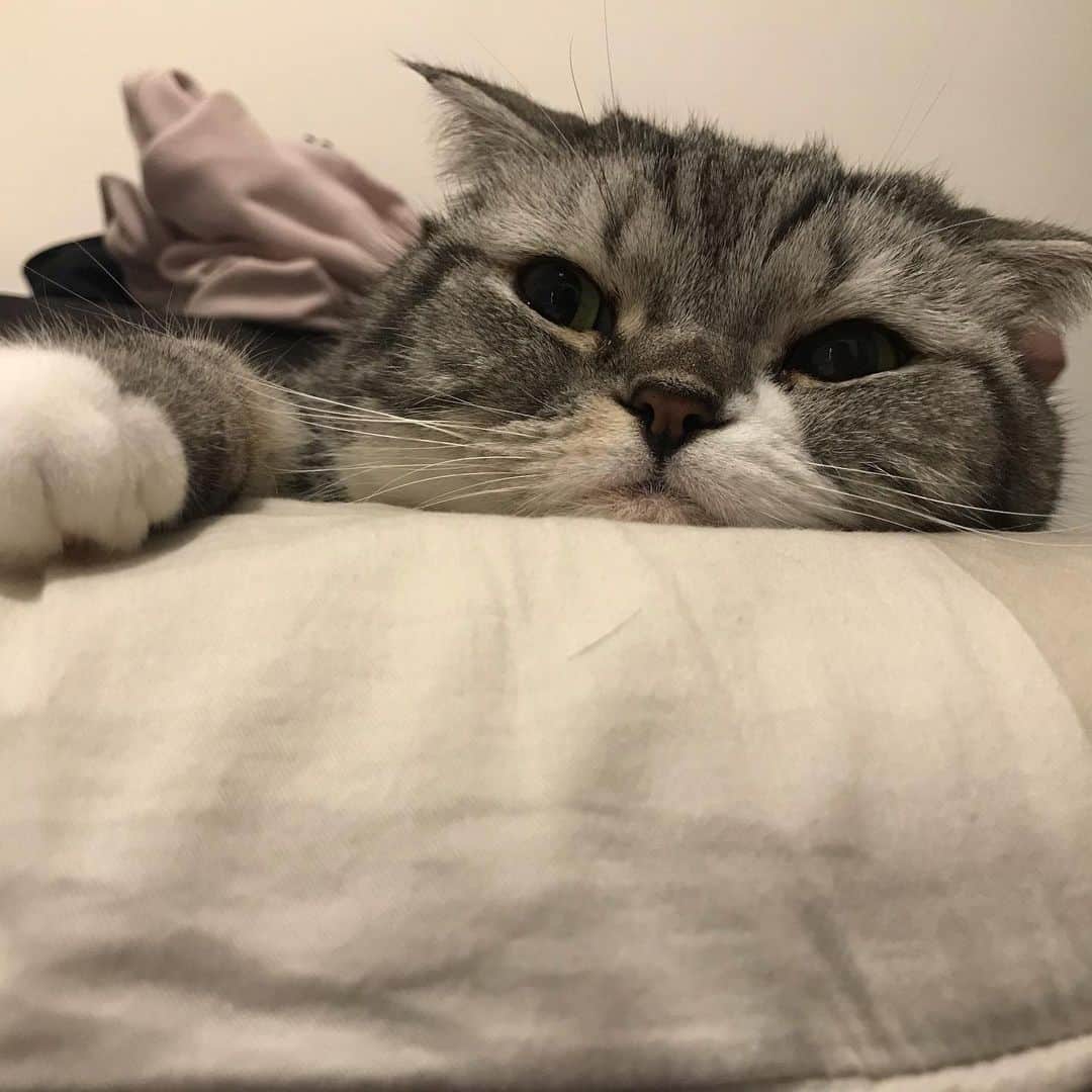 KATSUOのインスタグラム：「#cat #catsofinstagram #catstagram #instacat #cutecat #katsuo」
