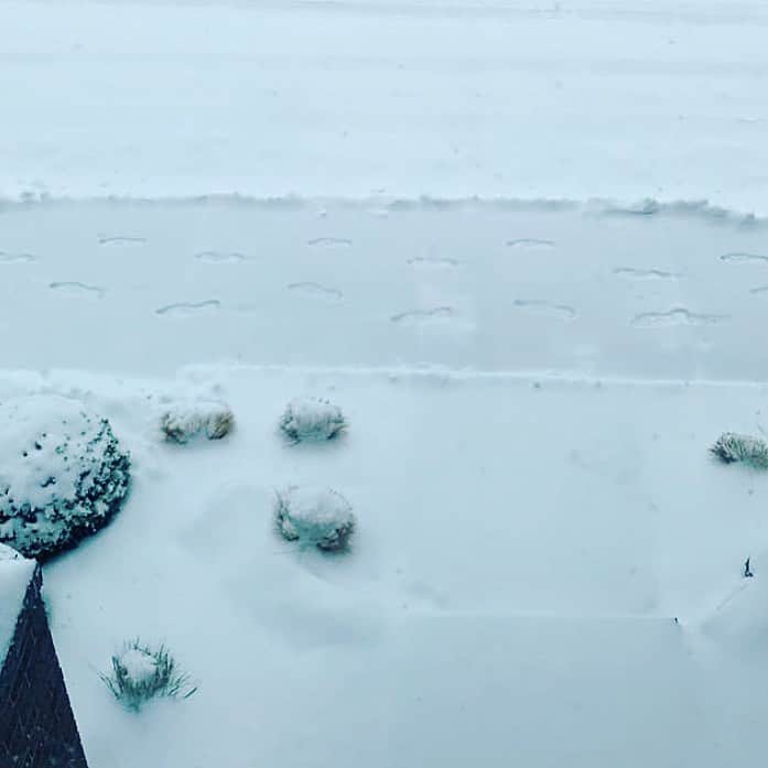 アメリカ大使館さんのインスタグラム写真 - (アメリカ大使館Instagram)「今日からは師走の12月。 寒さも一段と厳しくなってきました❄️ 新型コロナウイルス🦠の感染者数がまた残念ながら増えていますが、この季節はインフルエンザなど色々体調管理が必須ですよね😷 しっかり対策していきましょう〜📣 今日はサウスダコタの雪景色❄️☃️ いつもの景色が雪❄️で覆われると違う景色に見えてきますよね❄️  . #usa #america #studyabroad #livinginamerica #southdakota #snow #footprint #coldmorning #street #covid19 #stayhome #アメリカ #アメリカ生活 #留学 #サウスダコタ州 #雪景色 #足跡 #寒い朝 #雪降る街 #ステイホーム #おうち時間 #いつもとちょっと違う景色」12月1日 17時10分 - usembassytokyo