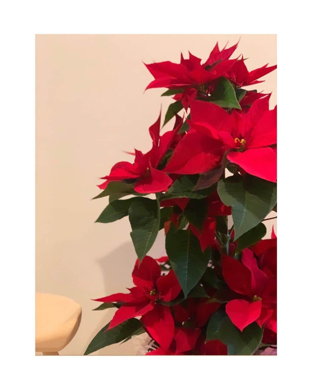 のインスタグラム：「👋　December🎄  毎年１２月には、かかせないお花。 家が明るくなります😊」