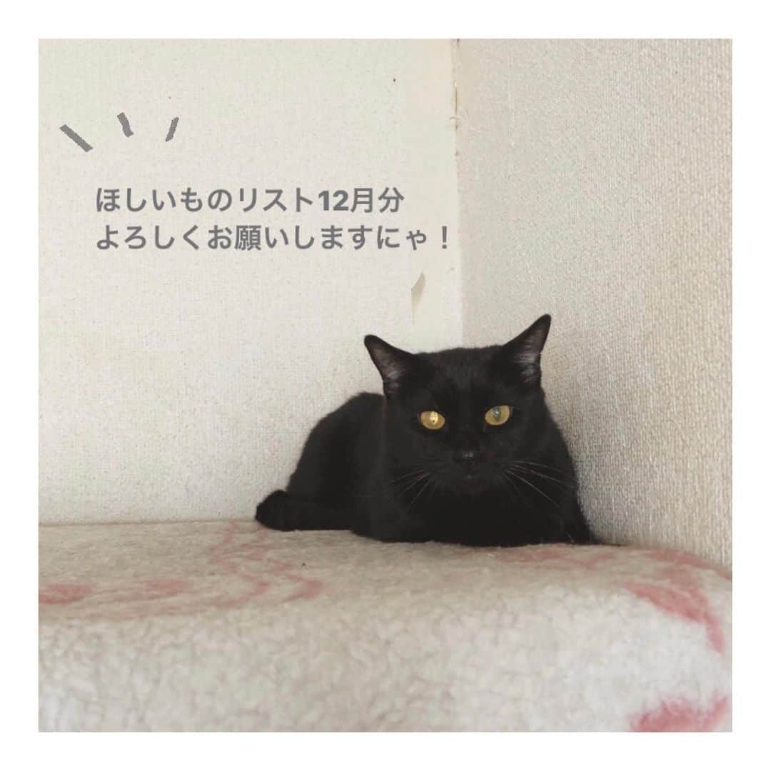こむぎのインスタグラム：「* 【必要数に達しましたのでリンク削除いたします！ご協力ありがとうございました〜😭】 Amazonのほしい物リスト12月分を作らせていただきました〜🙇🏻  毎月毎月申し訳ありません🙇🏻💦 ほしいものリストは私のインスタのプロフィールのURLにあるLinktreeからご覧いただけます🙇🏻 支援物資は取りまとめて後日イニシャルでご報告させていただいておりますので、可能でしたら匿名にせずお送りいただけますと嬉しいですー🙇🏻  Amazonのセールが本日23:59までということで、投薬やサプリをあげる時に必要なチュールが安くなっていたので慌てて作りました〜😂  この崩壊現場のレスキューは昨年の10月からスタートし、ようやく残り里親募集している数は16匹となりました！ うち3匹(くまお、しし、かもめ)はまだ現場に残されています…💦 なんとか年内に預かりさんもしくは里親さんの元へ行かせてあげたいなと思っていますー😭  リストの支援物資は引き続き口内ケア用品、フード、猫砂を載せています🙇🏻 できるだけ副作用が心配な投薬ではなく、サプリでお口の環境を常に整えておくために、継続してサプリ類を載せさせていただいておりましてすみません…🙇🏻  現場で1番ガリガリで心配していたつばめくん、現在も青井さんの元で通院しております。 血液検査の結果が安定せず青井さんが四苦八苦、試行錯誤しながら投薬してもらっていますー💦 つばめくんの貧血に効くサプリ、投薬に必要なパウチも載せています🙇🏻  これまでに酷い口内炎により全抜歯手術が3匹、臼歯の全抜歯手術が7匹、一部抜歯手術が2匹、歯石取りが4匹処置を行いました。 しおくんも急性腎不全でしばらく入院通院をしておりましたが、ようやく年内には落ち着いてくるかな？というところまでやってきました😭 つばめは先日大学病院へ検査に行ってきましたが今はそちらの結果まち…🙏🏻  皆さんのご協力のおかげで手術やその後のケアが出来ております😭🙇🏻💦 サプリ類も安いものではないので、お願いするのも大変心苦しいのですが、ご無理ない範囲でご協力いただけましたら嬉しいです😭💦  ほしい物リストは、たくさん物資をいただきすぎて余らせてしまってもいけないので、概ね1ヶ月分ごとに作らせていただいております🙇🏻 現場で必要なものはどんどん変わっていくので内容は更新していっています🙇🏻  また、11月分のイニシャルのご報告を載せさせていただきます🙏🏻 私の方でご購入くださった方の情報が確認出来ればよいのですが、どなたが送ってくださったものかは商品と一緒に納品書が届いてようやくわかる感じです🙇🏻 時々販売元によっては納品書が入っていないこともあり最後に物資の名称のみ記載させていただいております。 納品書が入っていなかった分で、私が送ったやつだ〜！というのがあればお気軽にDMください🙇🏻  本来であればお一人お一人にお礼を伝えたいところですが中々バタバタで個別にお礼の連絡が出来ずに申し訳ありません…😭 イニシャルも読み方に間違いがありましたら申し訳ありません🙇🏻記載誤りなどありましたらまたご連絡くださいませ🙇🏻✨  11月はうさぎちゃんが預かりさんの元へ行くことが出来て現場脱出！ 同じく現場からくろ、まがりが里親さんの元へ2匹一緒にトライアルへ行くことが出来ました😭  預かりの元からは、ぶどうくん、けいくんがトライアルへ出発！ まずまず順調そうです〜！ 残りの16匹の子達も良いご縁がやってきますように…😭  どうかこの子たちが里親さん、預かりさんの元へ行くことが出来るようお力添えをいただけませんでしょうか🙇🏻 私も青井さんもただの一個人ボランティアで中々自分たちだけの力では頭数が多すぎてどうにもならず…😢  この現場は今まで色んなボランティア、保護団体が入り最後には諦めてしまった現場です。 私たちが入った時は40匹ほどが汚い部屋に取り残され、必死に生きていました。 何としても私たちが途中で諦めるわけにはいかないのです…😭💦  写真の下にある紙飛行機マークからご自身のストーリーへリポストを載せることが出来るようになっています🙇🏻 また今後も里親募集の投稿もしていきますので、どうかリポストや周りの知人の方へ伝えていただくなどご協力いただけると嬉しいです😭  現場の様子はストーリーのハイライトやIGTVからご覧いただけます。 里親募集中の子の掲載用アカウントはこちらです🤗✨→ @comugineko  支援金の方は青井さんが毎月取りまとめをしてくださっていますのでご確認ください🙇🏻→ @asano.aoi  支援金の方も募集中です🙇🏻💦  あと1ヶ月で今年も終わり！ なんとかくまお、しし、かもめを脱出させたい〜😭 どうか引き続き応援よろしくお願いします〜🙇🏻✨✨ #岐阜多頭崩壊レスキュー」