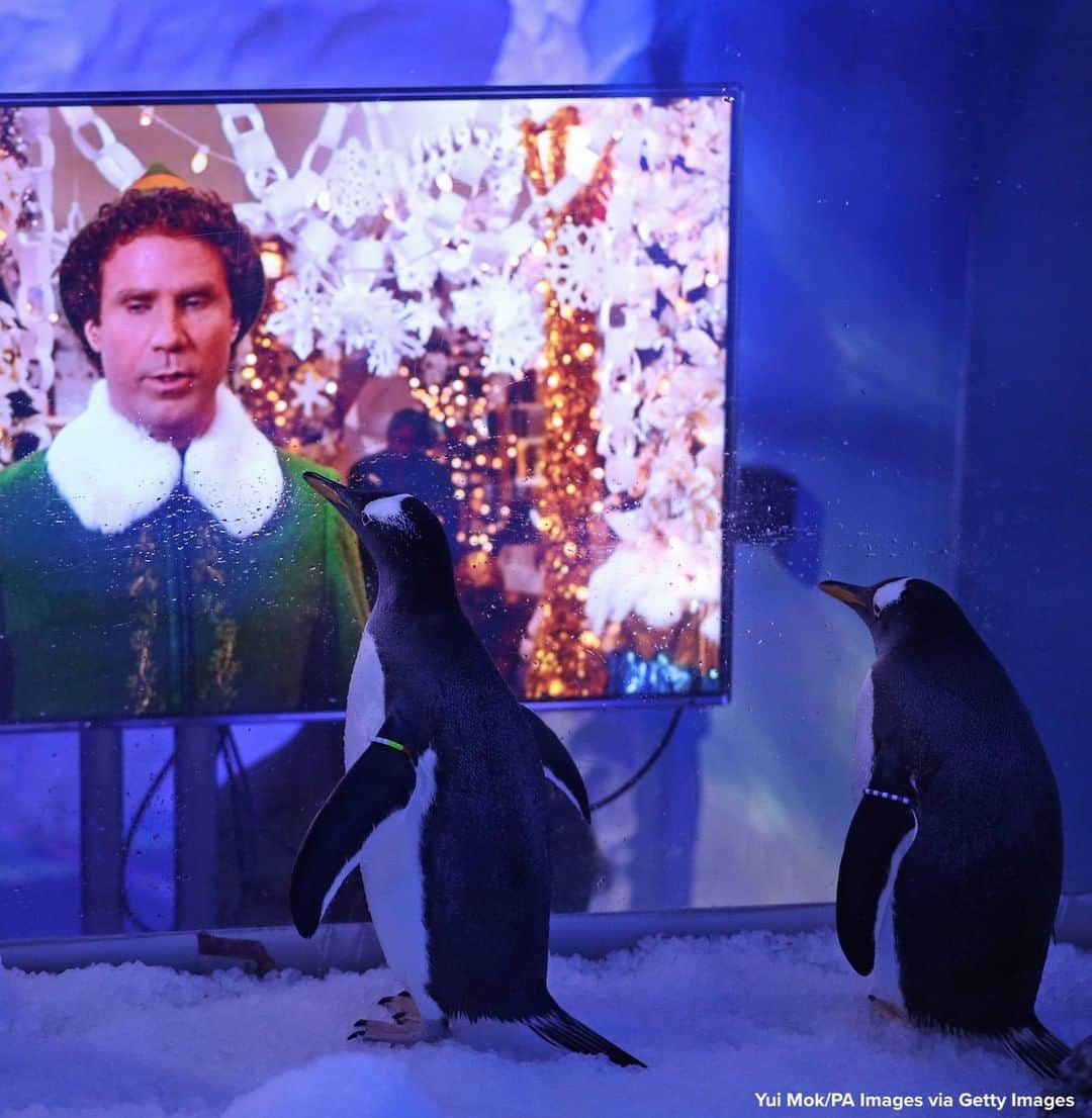 ABC Newsさんのインスタグラム写真 - (ABC NewsInstagram)「“Treat every day like Christmas.” Gentoo penguins are watching festive movies at the SEA LIFE London Aquarium to prepare them for the stimulation of guests returning after England’s lockdown is lifted. #penguins #aquarium #christmasmovies #elf」12月1日 17時59分 - abcnews