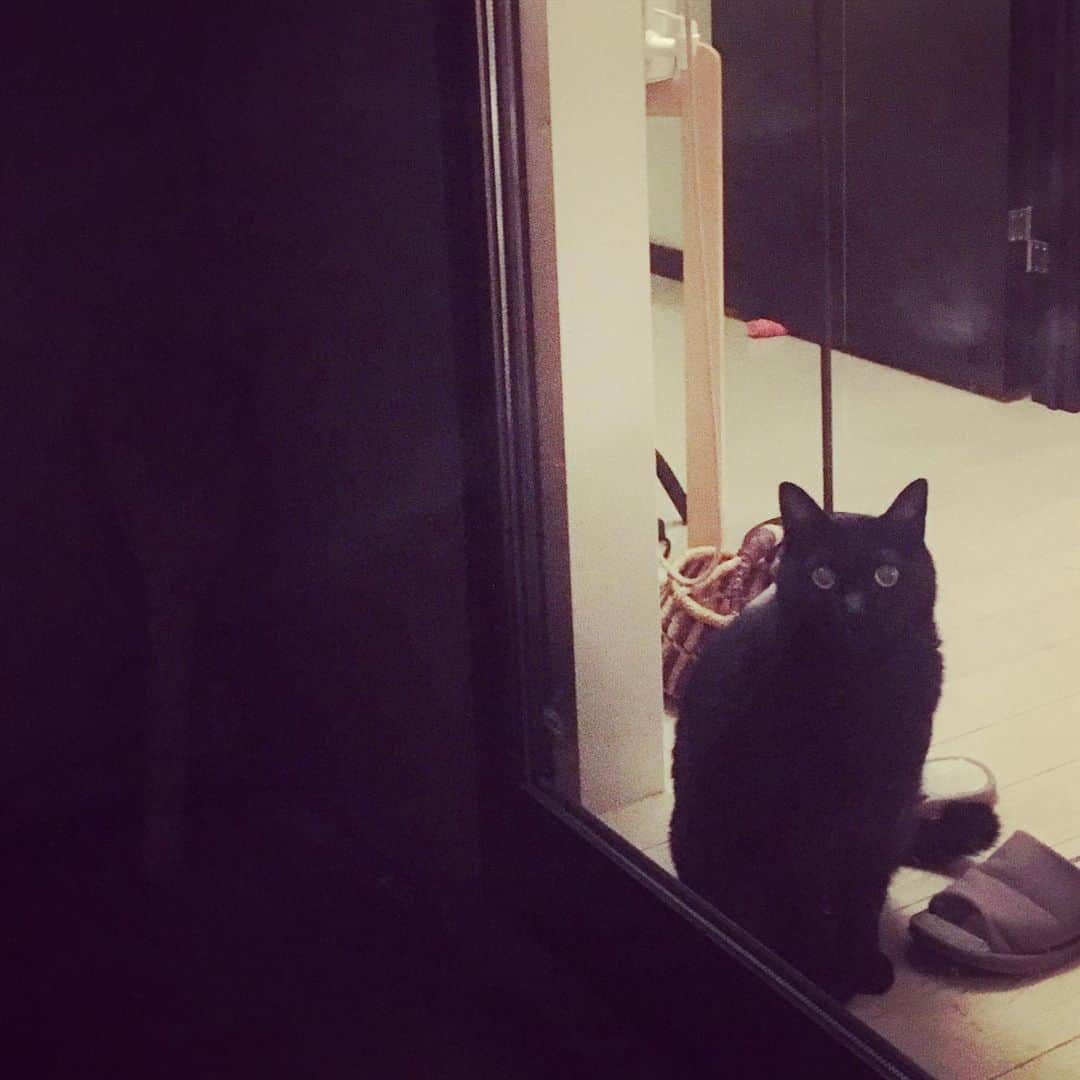 のインスタグラム：「ピガが一日中私のあとをついて回る。  彼は意外と甘えん坊（な日もあるし、哲学に没頭している日もある）。  甘えん坊な日は、ユピ坊よりも甘えん坊。男子という生き物は、種族関係なく甘えん坊なんですね。  しかし黒猫は写真が不利。圧倒的に。  新しいケイタイが届いたら、ピガの写真も増えるかな。  #ピガ兄　#心根の優しい子だよ〜❤︎」
