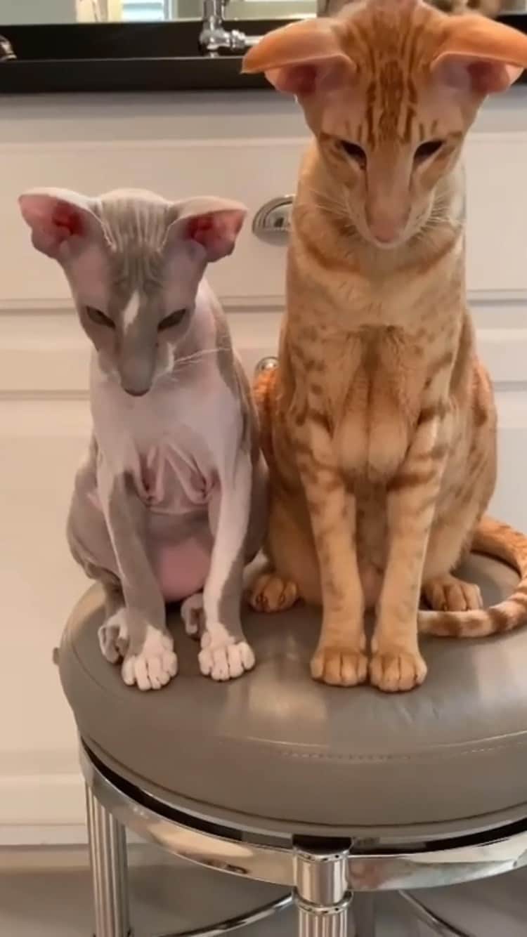 The Cats Of Instagramのインスタグラム：「#Repost • @marceau_keebler_thatch_lemieux LeMieux really loves his brothers - especially Keebler. They are all becoming such good friends 💜🧡🤍 🔊@cavetown」