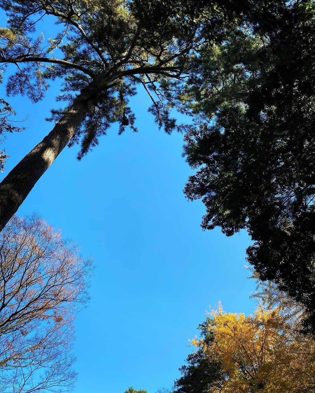 SHOCK EYEさんのインスタグラム写真 - (SHOCK EYEInstagram)「朔日参り。 月の初めは神社に⛩ 1枚目の写真、、偶然舞い降りた黄色い葉が映り込んでる😆 葉っぱさん、こんにちは＾＾ 真っ青な空で気持ちの良い朝だったよ。 今年も間もなく終わるけど、楽しんでいこうね♪  #朔日参り #神社 #2020年12月1日」12月1日 9時50分 - shockeye_official