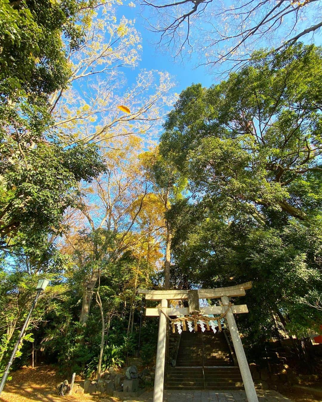 SHOCK EYEさんのインスタグラム写真 - (SHOCK EYEInstagram)「朔日参り。 月の初めは神社に⛩ 1枚目の写真、、偶然舞い降りた黄色い葉が映り込んでる😆 葉っぱさん、こんにちは＾＾ 真っ青な空で気持ちの良い朝だったよ。 今年も間もなく終わるけど、楽しんでいこうね♪  #朔日参り #神社 #2020年12月1日」12月1日 9時50分 - shockeye_official