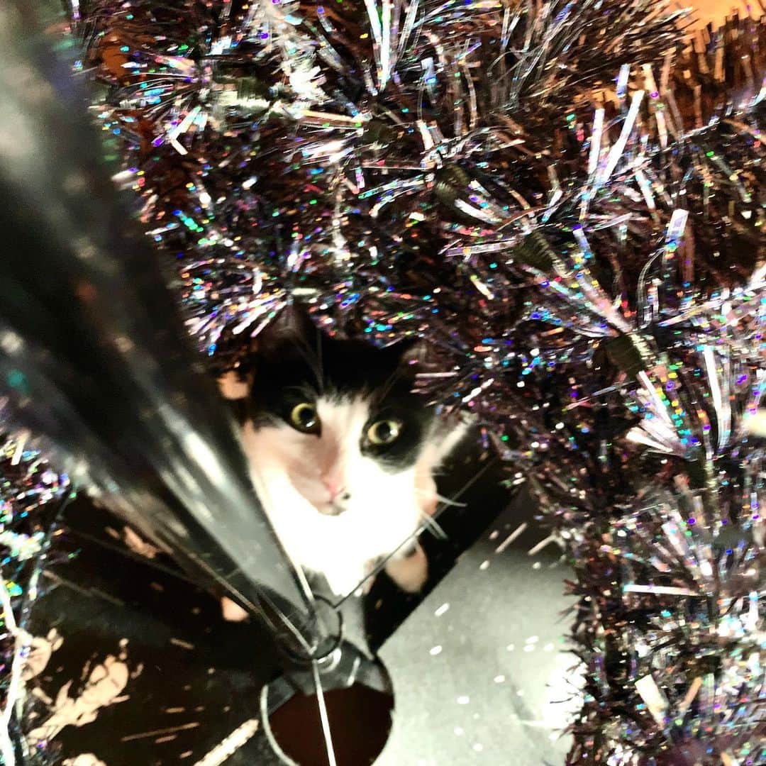 池内万作さんのインスタグラム写真 - (池内万作Instagram)「12月になったのでクリスマスツリーを設置♪ 今年もいよいよあと少し。 しかしツリーと猫の相性がかなりアレで、嫌な予感しかしないw #イケウチ家の猫 #ねおっさん」12月1日 9時53分 - mandeshita