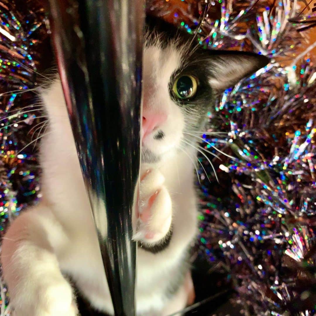 池内万作さんのインスタグラム写真 - (池内万作Instagram)「12月になったのでクリスマスツリーを設置♪ 今年もいよいよあと少し。 しかしツリーと猫の相性がかなりアレで、嫌な予感しかしないw #イケウチ家の猫 #ねおっさん」12月1日 9時53分 - mandeshita