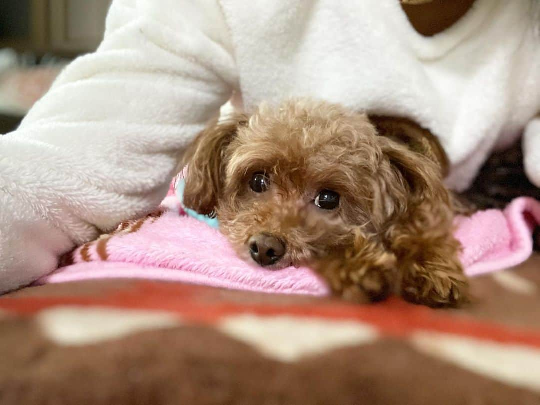 真木しおりさんのインスタグラム写真 - (真木しおりInstagram)「なんでそんな可愛いん🐶  #犬#dog#イッヌ#うちの犬 #可愛い#癒し#たまらん#といぷーどる #トイプードル #cute #love」12月1日 10時09分 - maki_shiori_dayo