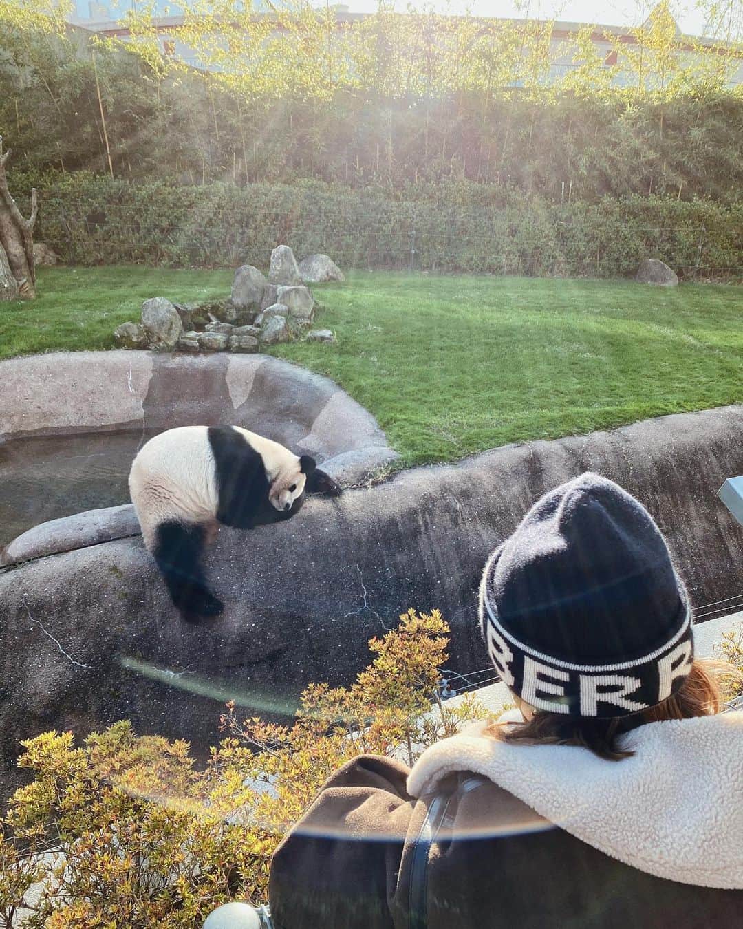 のインスタグラム：「♥️🐼×🐼♥️﻿ ﻿ ﻿ 久しぶりにパンダを﻿ 見に行ってきました🐼♥ photo by CHAL💜️﻿ ﻿ ﻿ ﻿ このだら〜んとした感じ……﻿ やっぱりたまりません、、、﻿ ﻿ ﻿ ﻿ 最近赤ちゃんパンダが生まれましたね♡﻿ また見に行けるといいな〜〜☺️﻿ ﻿ ﻿ ﻿ ﻿ 次はハシビロコウがいる﻿ 動物園も行きたいと思います！(笑)﻿ ﻿ ﻿ ﻿ ﻿ #オリックス #Bs2020 #BsGirls #オリ姫﻿ #野球 #プロ野球 #オリックスバファローズ #超革新系﻿ #野球女子　#野球好き　#京セラドーム大阪　﻿ #パンダ #パンダ好き #モノクロ #panda #팬더　﻿ #ニット帽 #冬コーデ #ショートヘア ﻿ #baseball #ORIX #Buffaloes #BINNOVATION﻿ #MIYU #miyu_337  #🐼 ﻿」