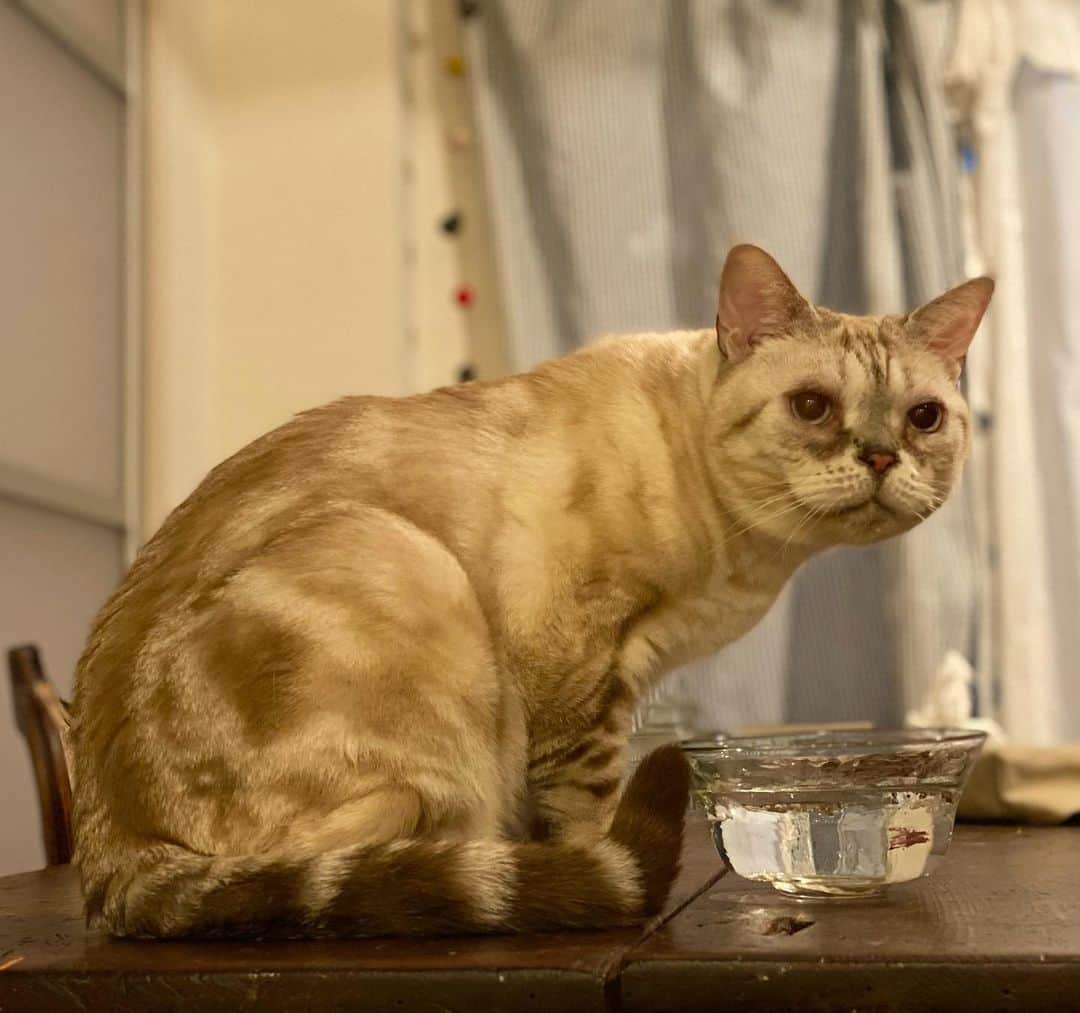 のインスタグラム：「💛💛💛 #garu_cat ＃ガル様」
