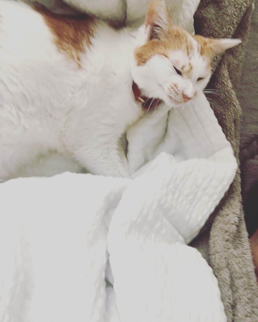 のインスタグラム：「ひさしぶりにイオちゃんがラブラブ一緒に寝てくれた昨夜。  かわゆすぎて寝所をなかなか離れられなくて困った🥰  こちら、あくびの２秒前顔。  きゅきゅーーん♡  #猫沢イオ　#猫というこの罪深き愛のかたまりよ」