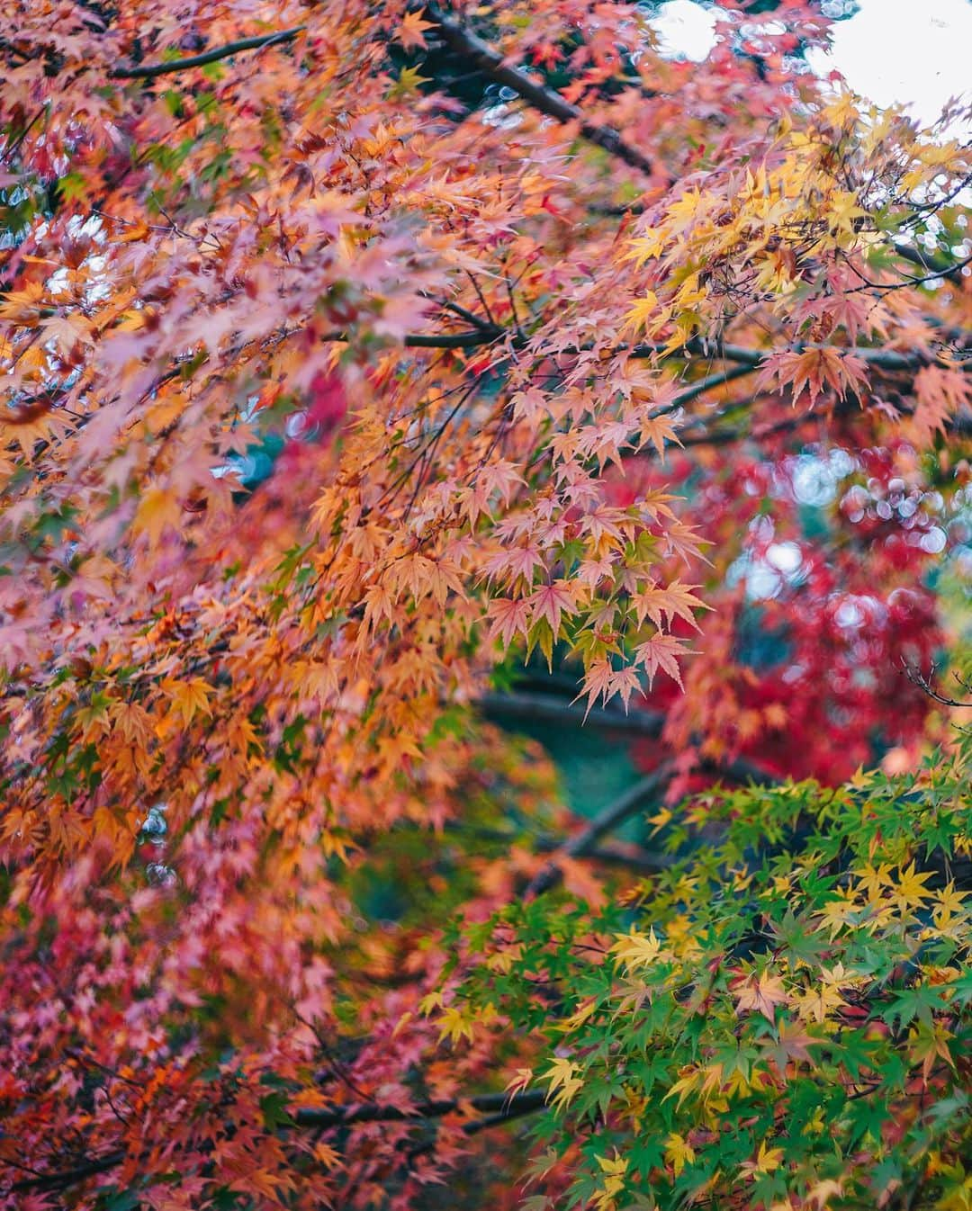 Naokoさんのインスタグラム写真 - (NaokoInstagram)「colorful season in Japan..🍁 * 金沢の街の紅葉は11月中旬くらいだったかな？ 少し終わりかけだったけど それでもいろは紅葉があると ため息が出るくらい美しかった。  #hyattcentrickanazawa  #hyatthousekanazawa  #金沢旅行」12月1日 11時17分 - chiaoking