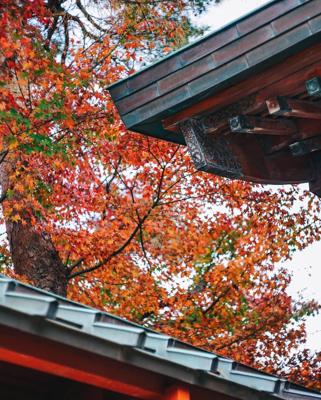 Naokoさんのインスタグラム写真 - (NaokoInstagram)「colorful season in Japan..🍁 * 金沢の街の紅葉は11月中旬くらいだったかな？ 少し終わりかけだったけど それでもいろは紅葉があると ため息が出るくらい美しかった。  #hyattcentrickanazawa  #hyatthousekanazawa  #金沢旅行」12月1日 11時17分 - chiaoking