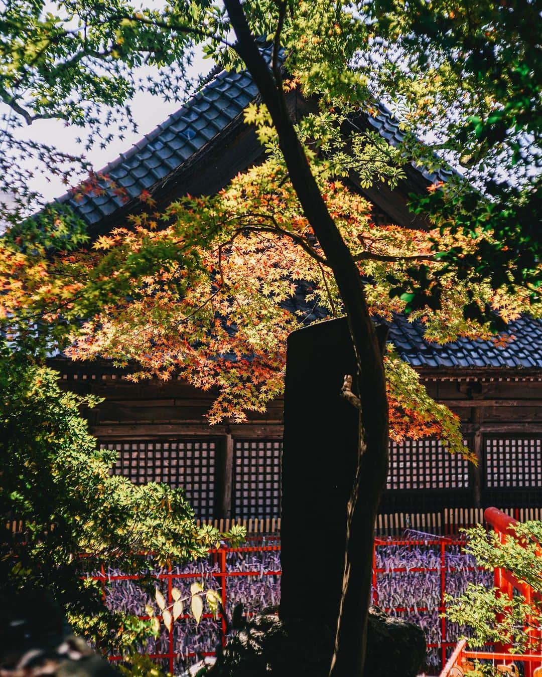 Naokoさんのインスタグラム写真 - (NaokoInstagram)「colorful season in Japan..🍁 * 金沢の街の紅葉は11月中旬くらいだったかな？ 少し終わりかけだったけど それでもいろは紅葉があると ため息が出るくらい美しかった。  #hyattcentrickanazawa  #hyatthousekanazawa  #金沢旅行」12月1日 11時17分 - chiaoking