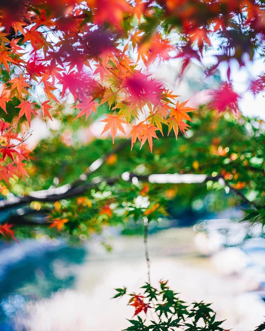 Naokoのインスタグラム：「colorful season in Japan..🍁 * 金沢の街の紅葉は11月中旬くらいだったかな？ 少し終わりかけだったけど それでもいろは紅葉があると ため息が出るくらい美しかった。  #hyattcentrickanazawa  #hyatthousekanazawa  #金沢旅行」